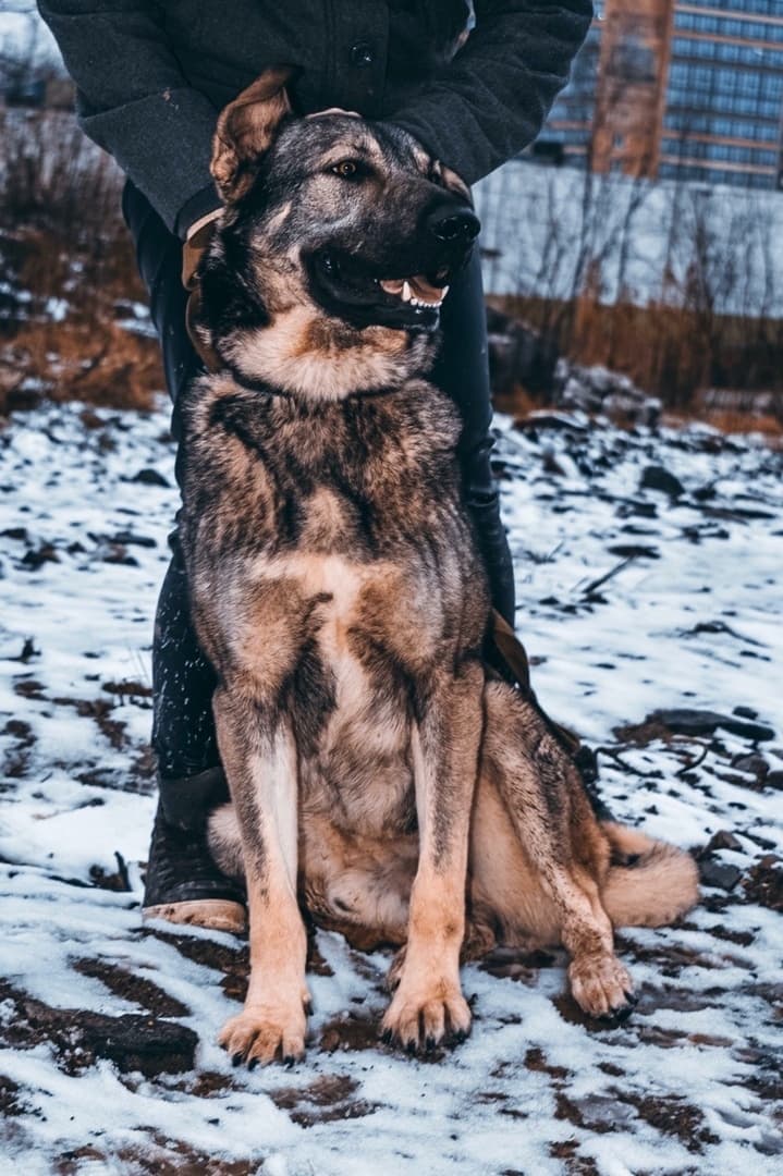 Амстел