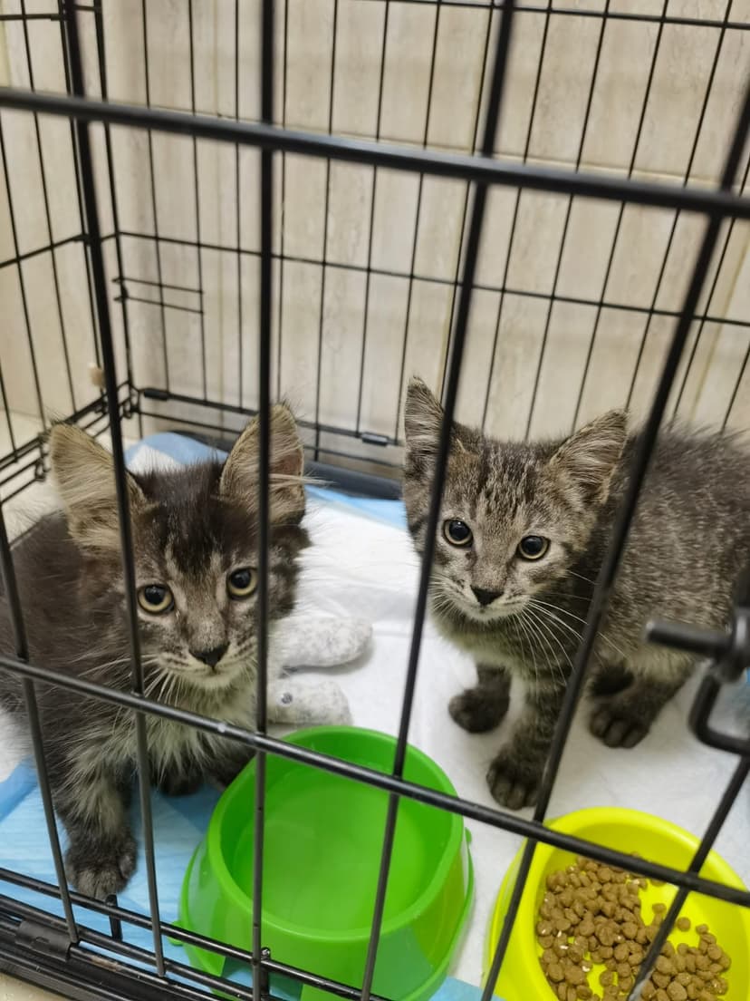 Котята в поисках дома