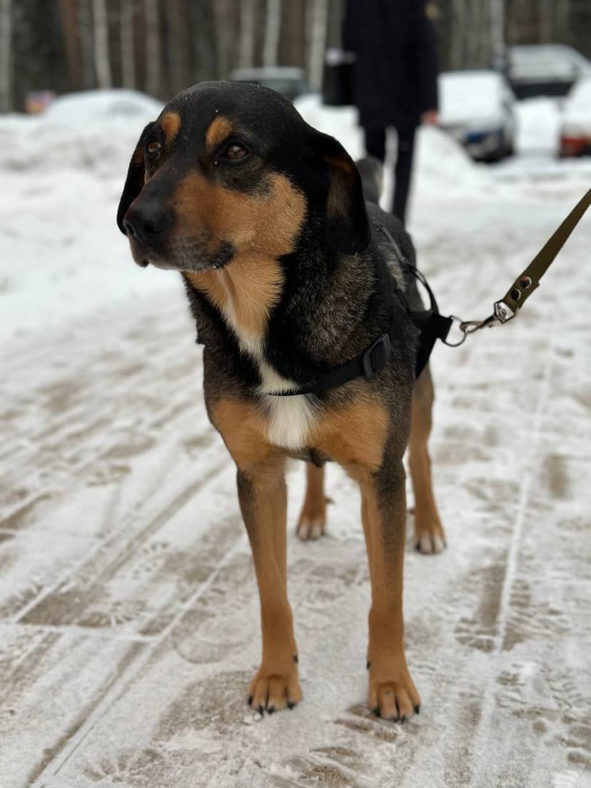 Клаус