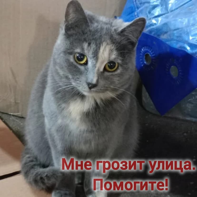 Кошечка в беде