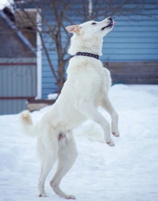Норд