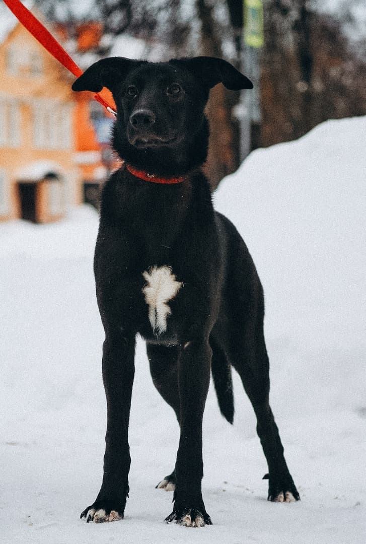 Дора