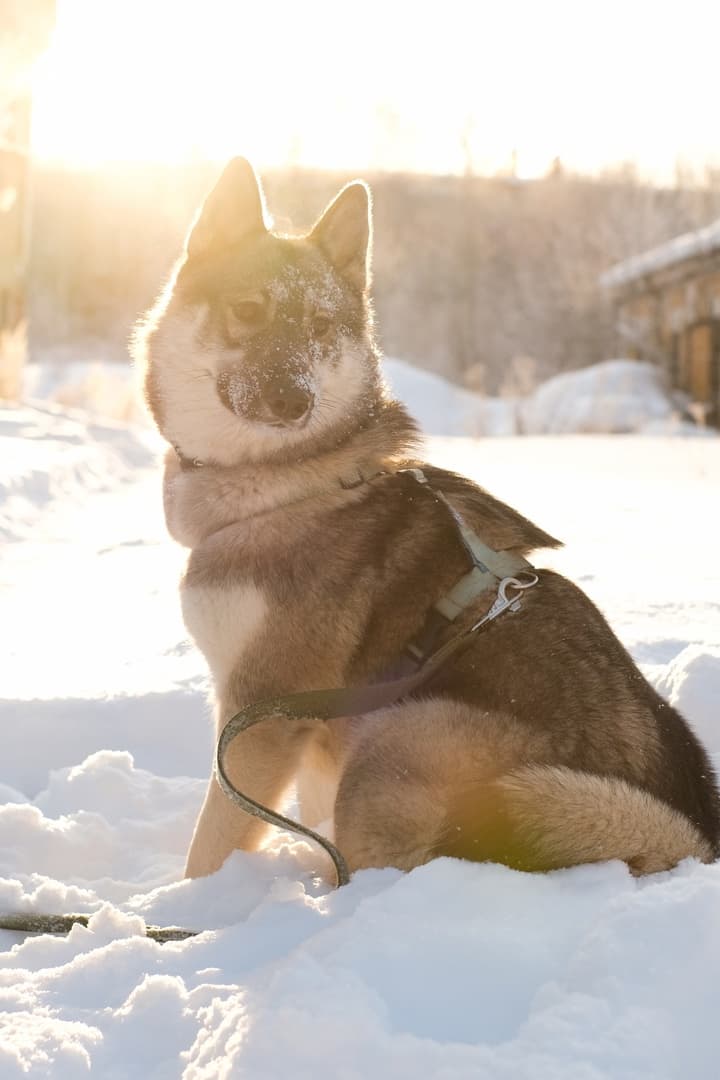 Герда