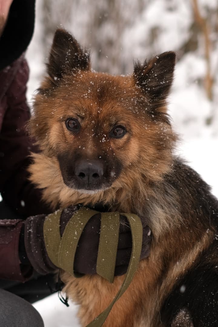 Берта