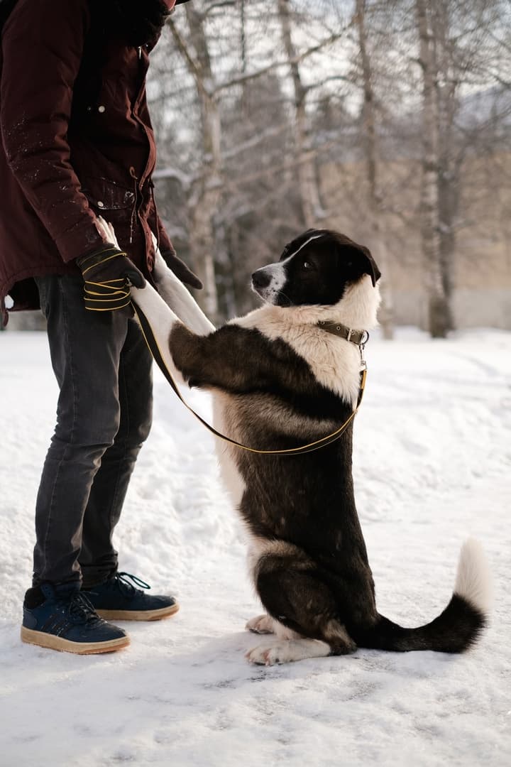 Вилли