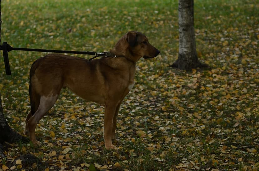 Граф