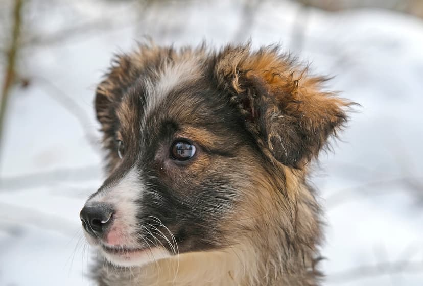Плюша
