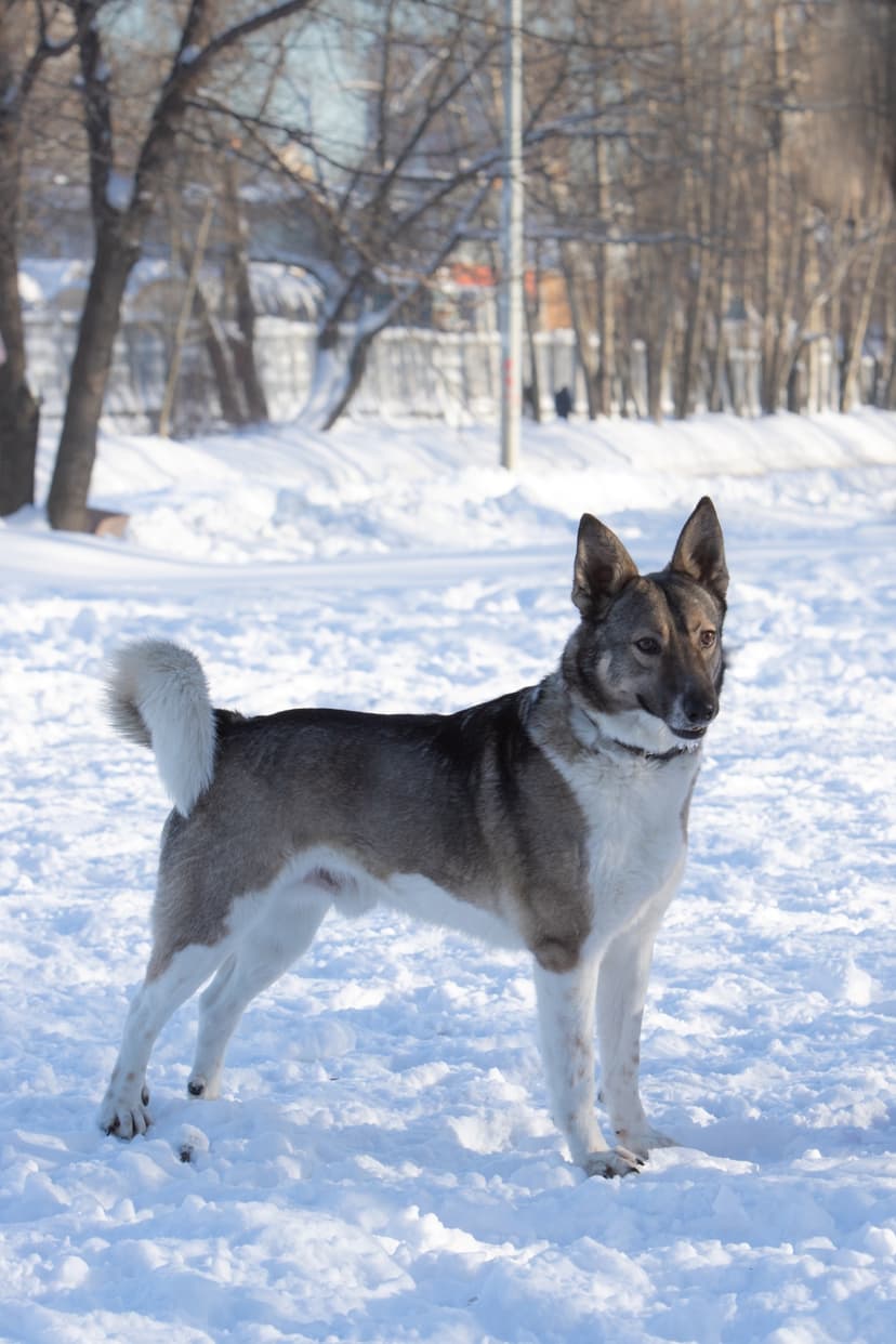 Оскар