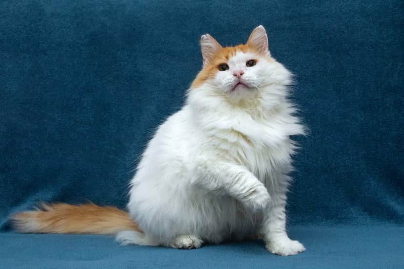 Тортик