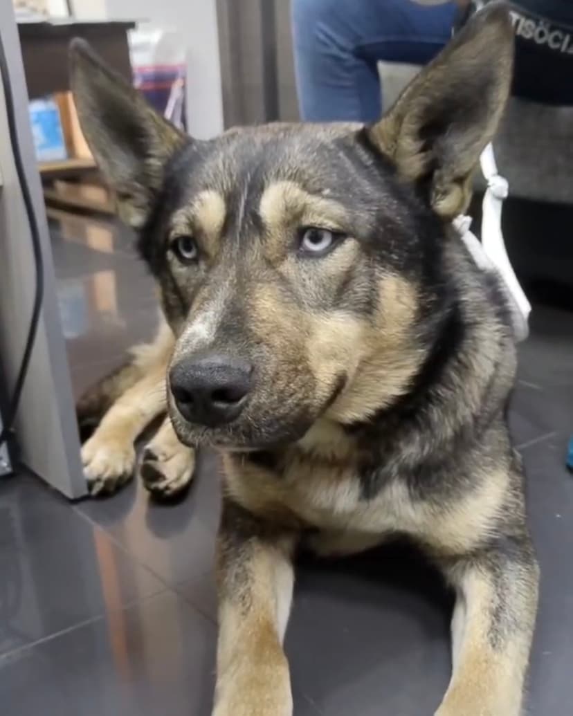 Клайд
