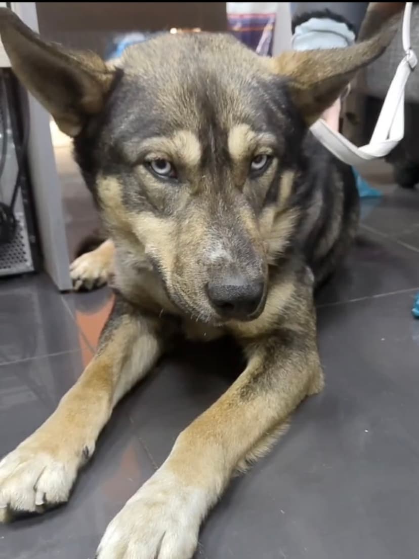 Клайд