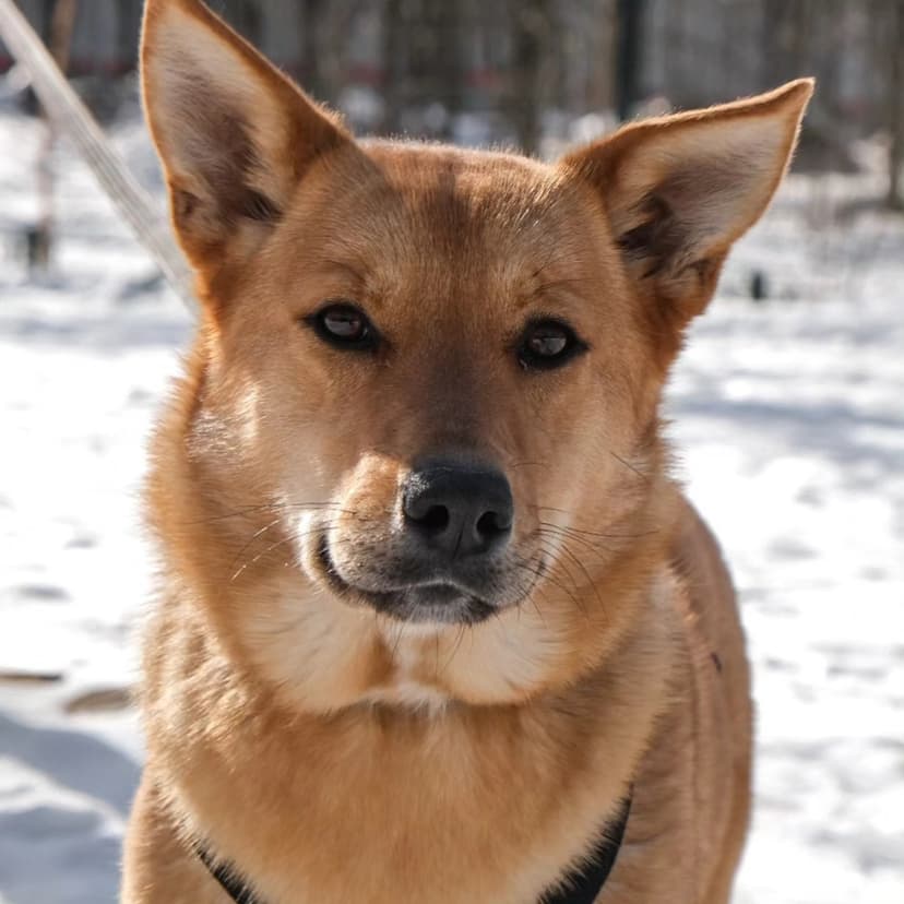 Дынька