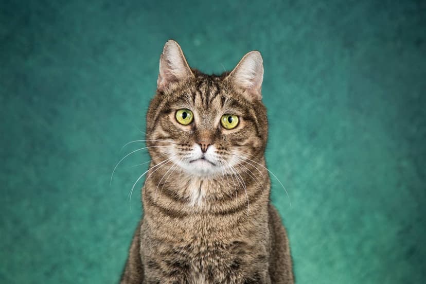 Коржик