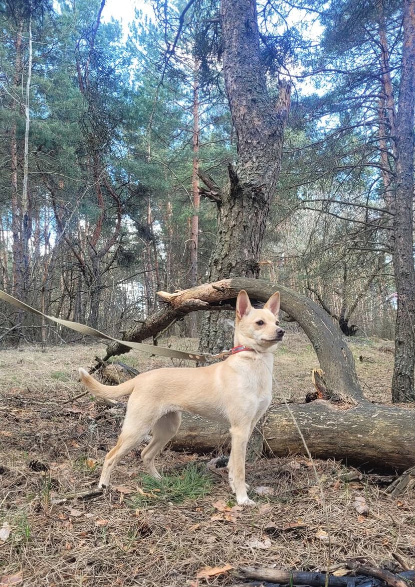 Лиза