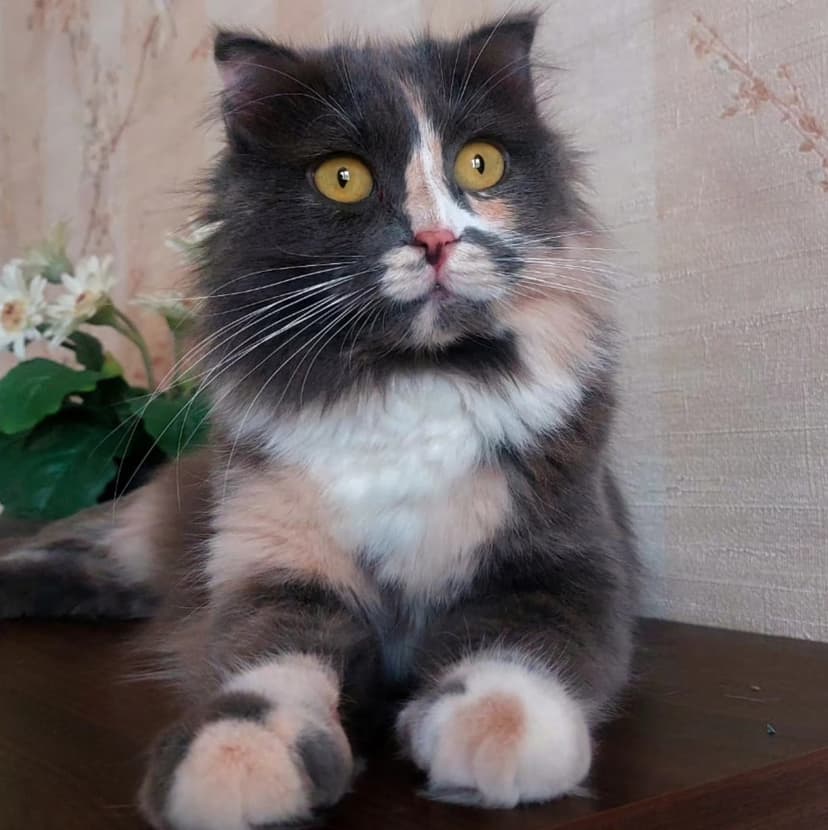 Марта