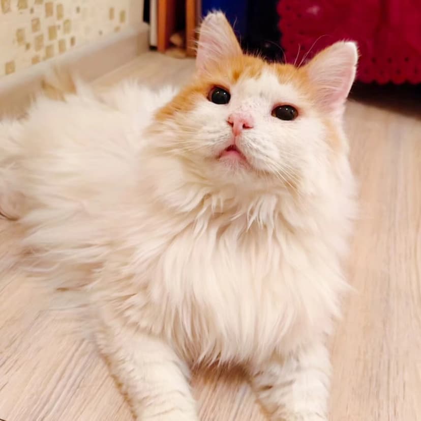 Тортик