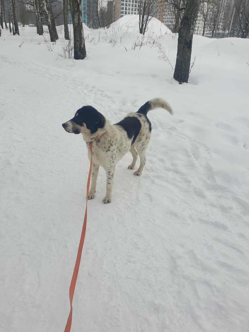 Бим