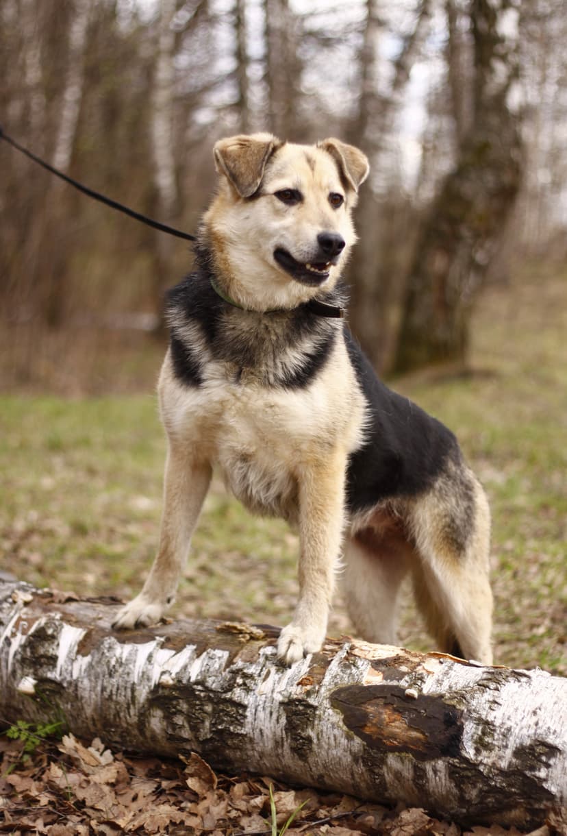 Камилла 
