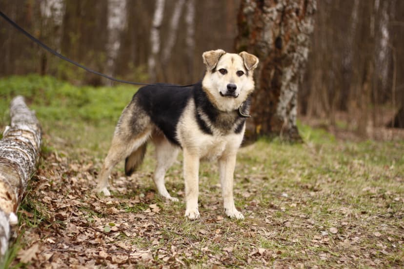 Камилла 