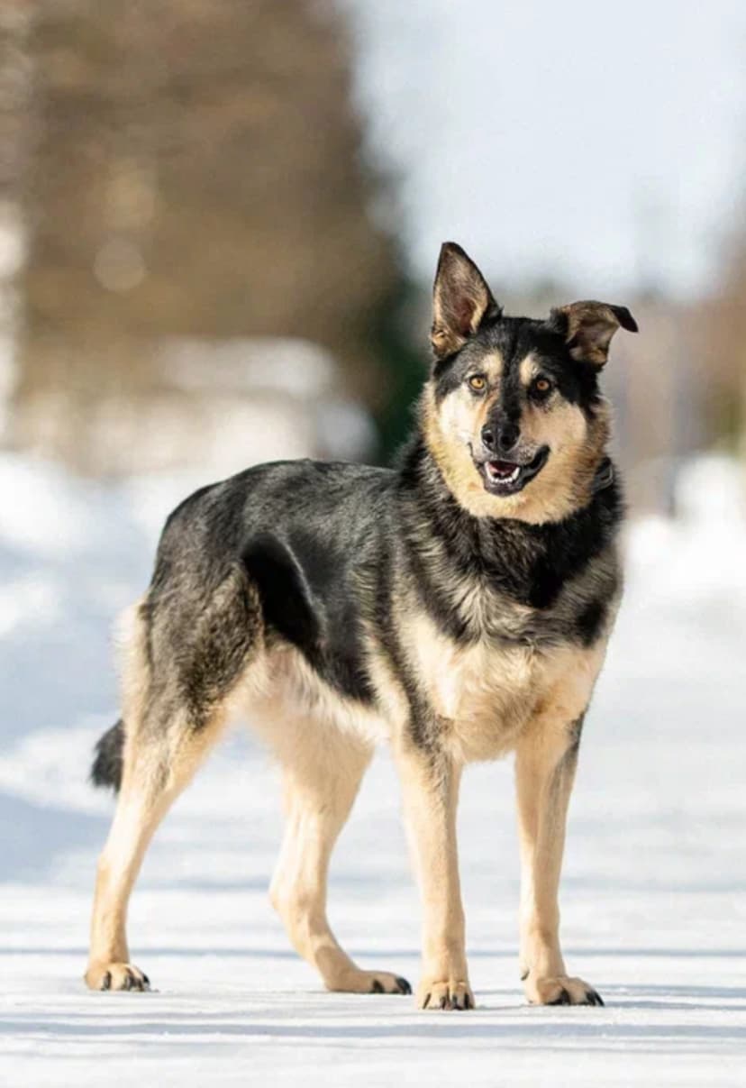 Патрик