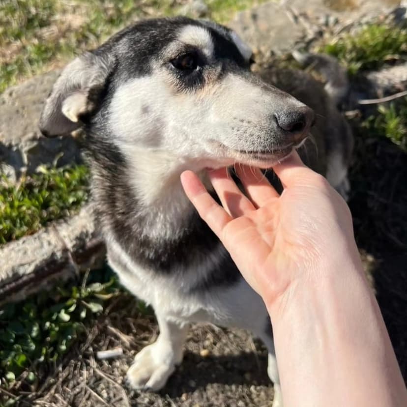 Лола