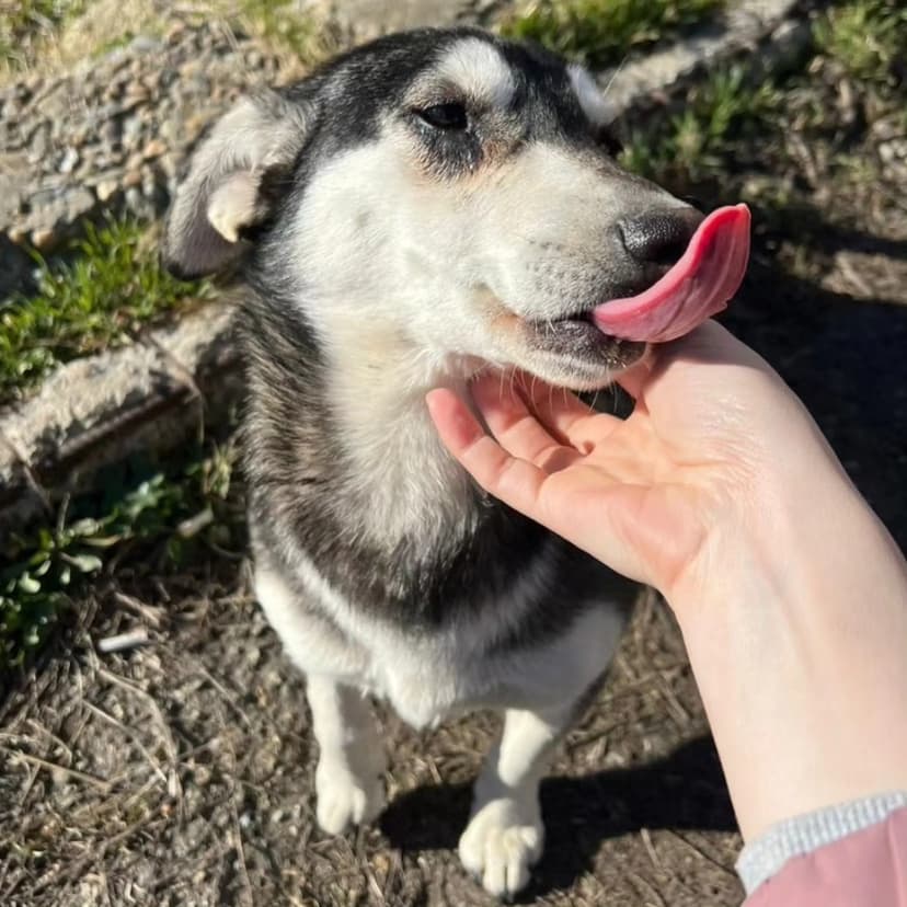 Лола