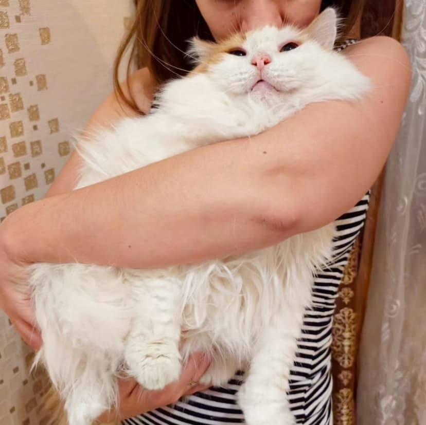 Тортик