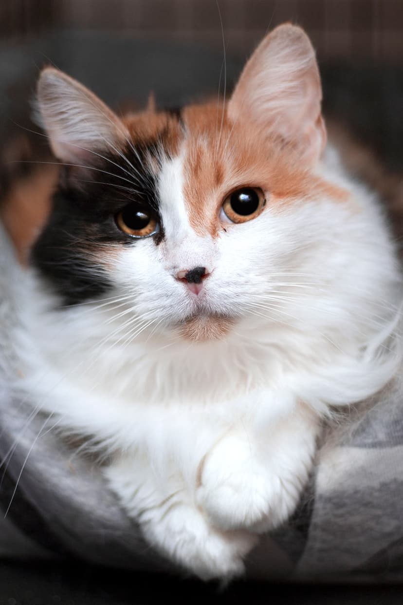 Клера
