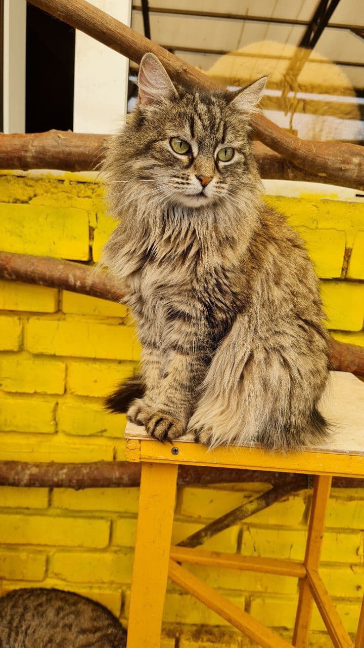Олимпия