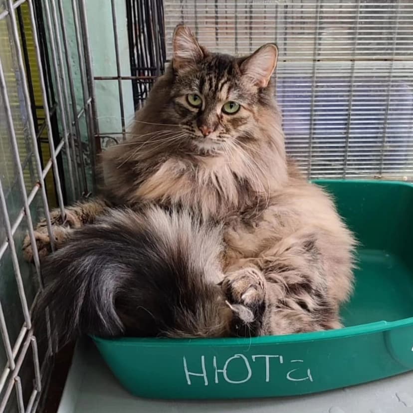 Нюта
