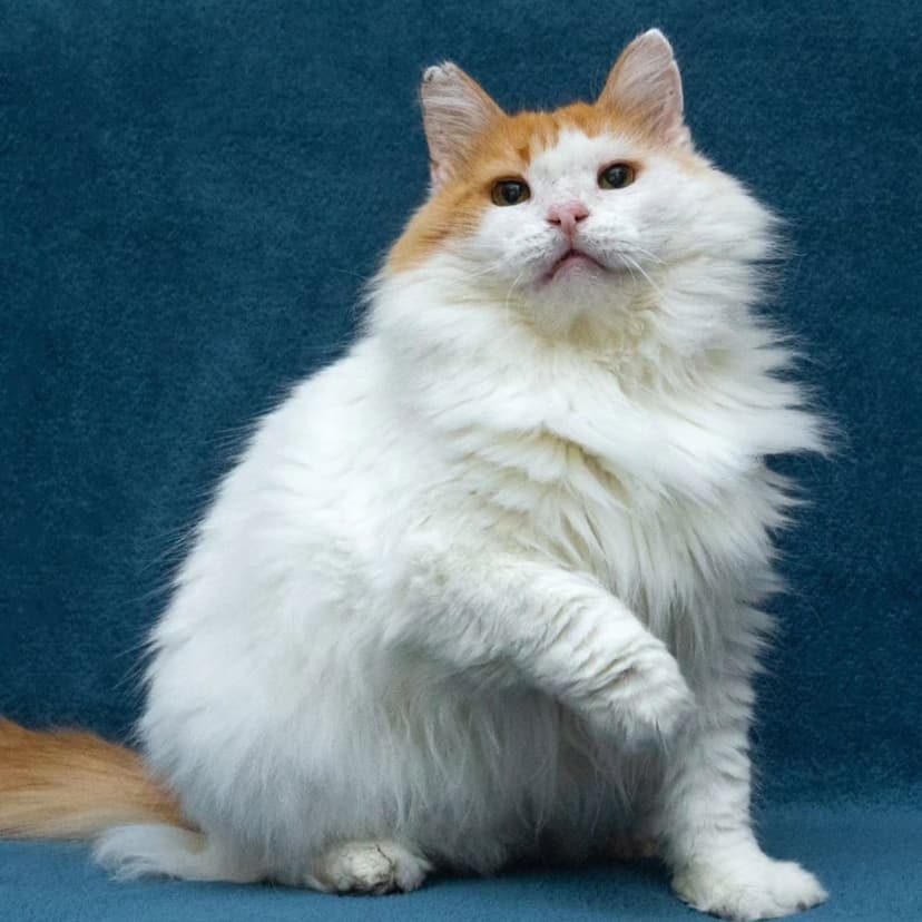 Тортик