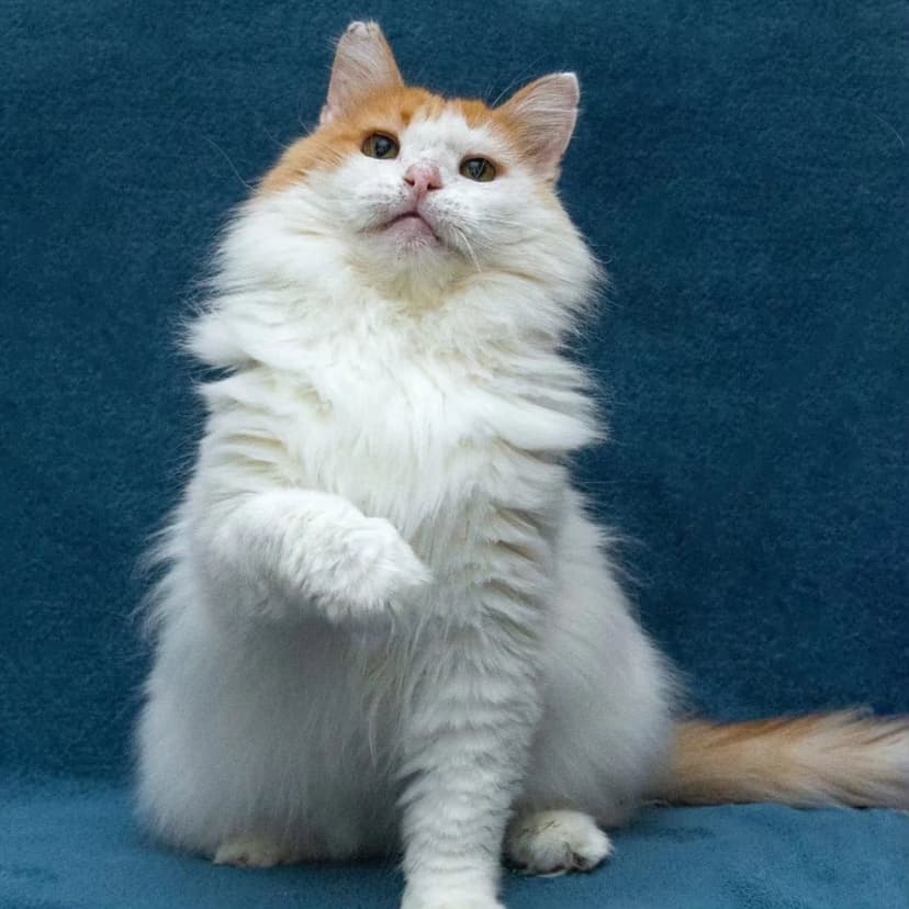 Тортик