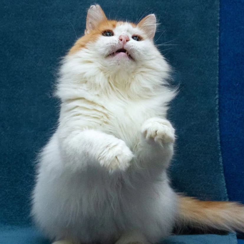 Тортик