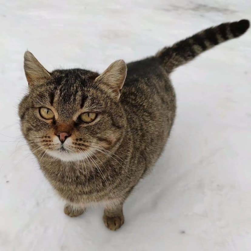 Маргоша