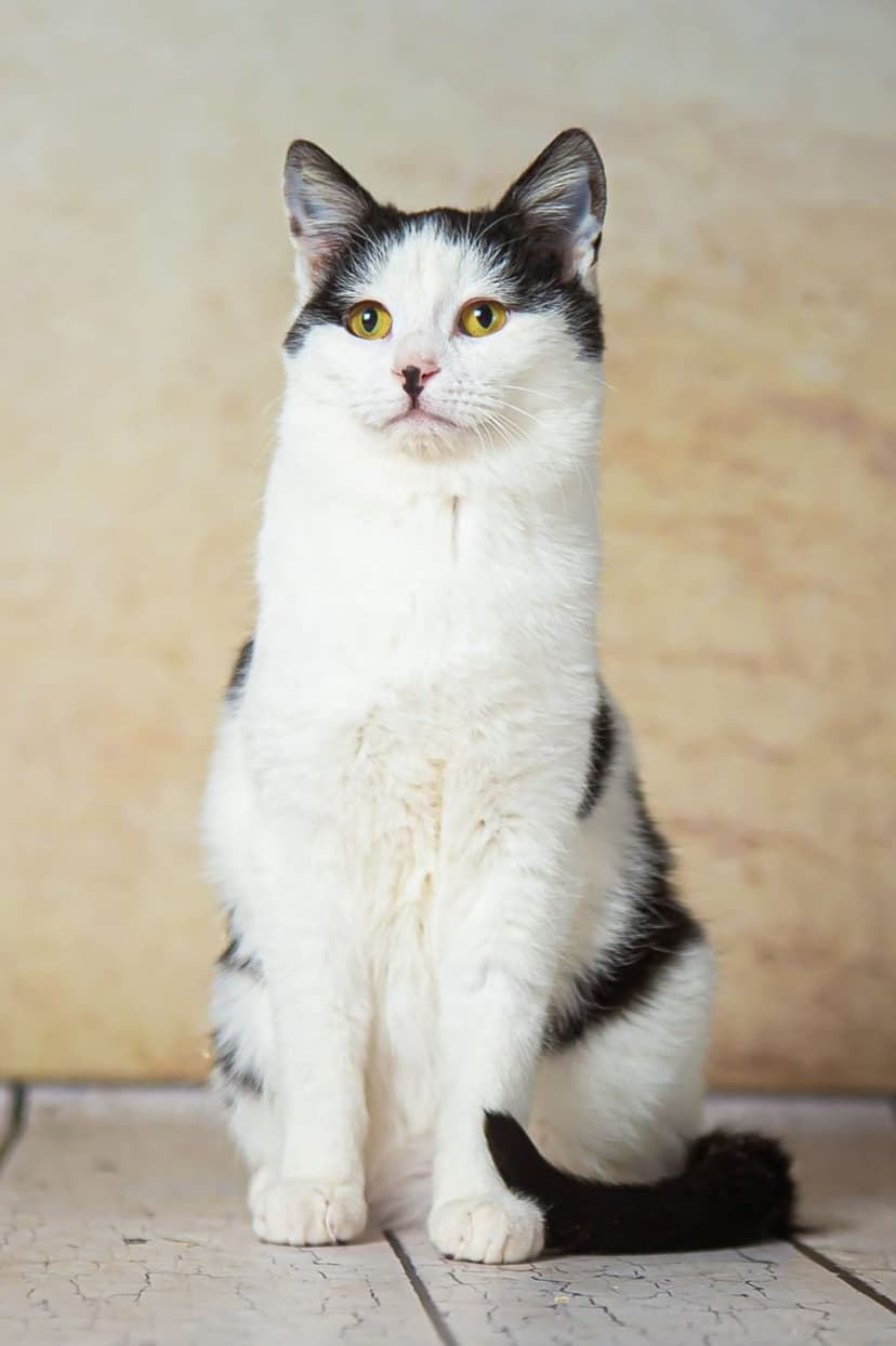 Сава
