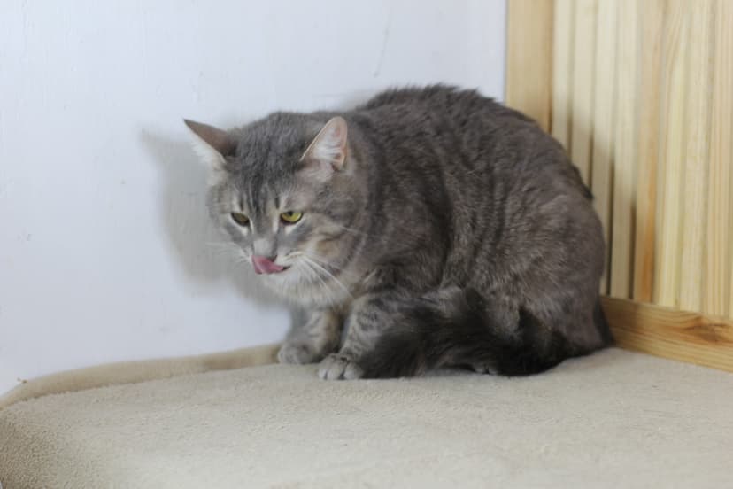 Кирилл