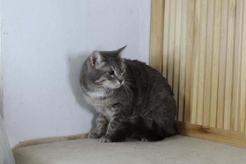 Кирилл