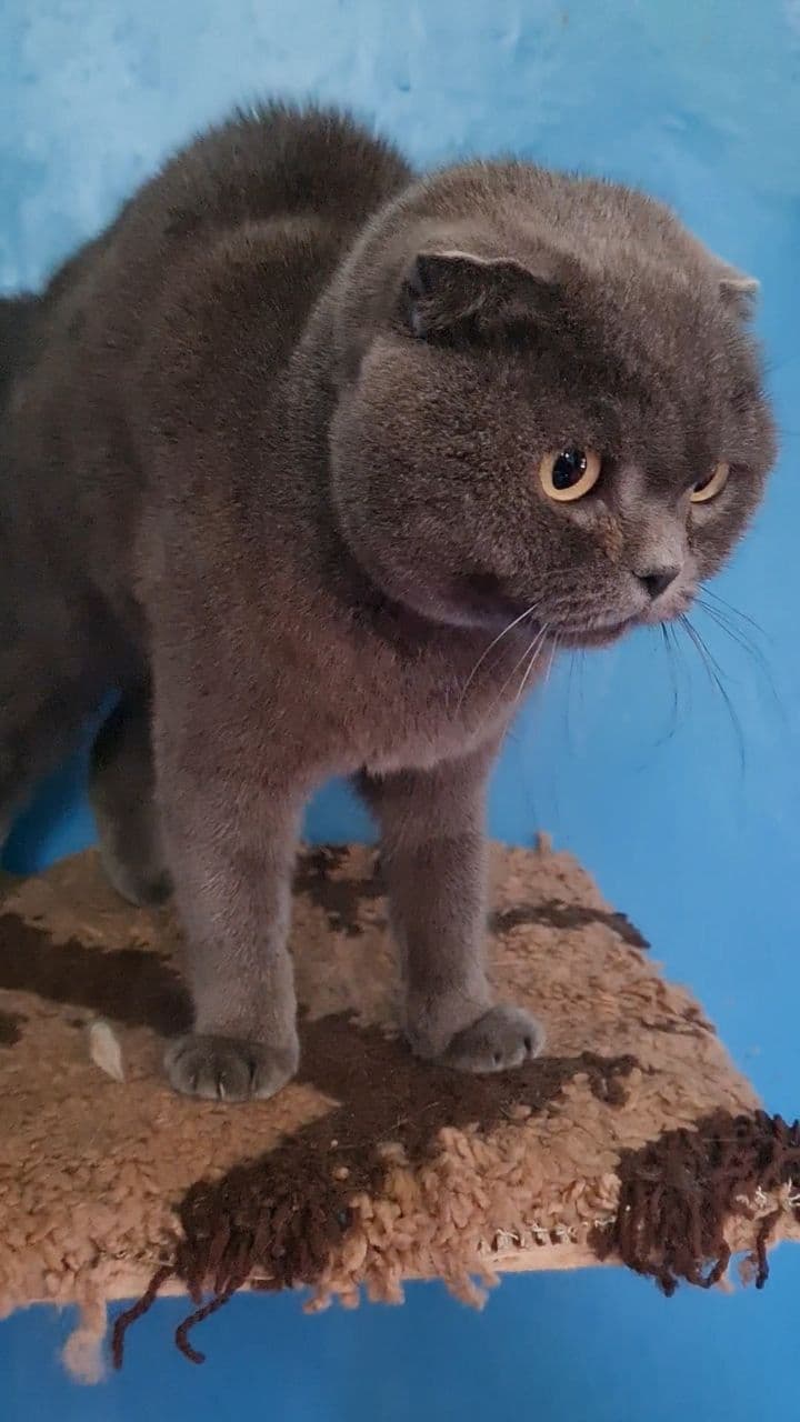 Соня