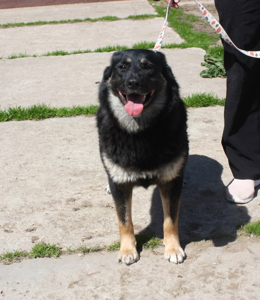 Алиса