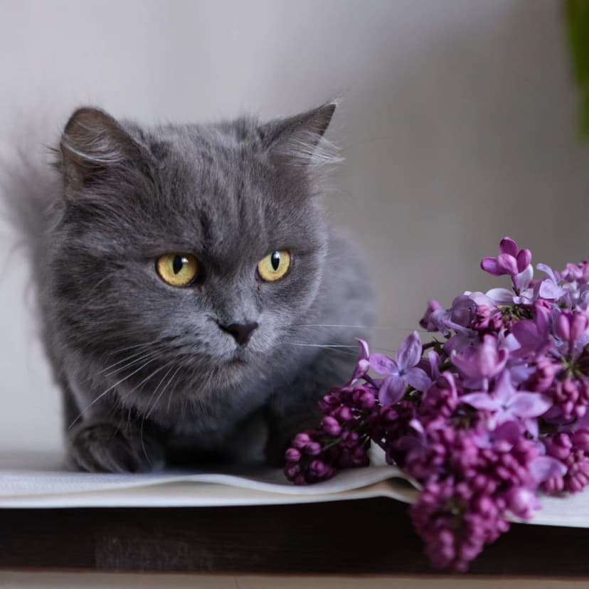 Женева