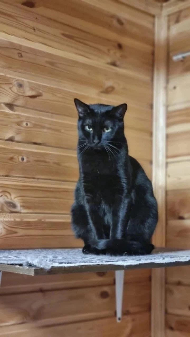 Кава