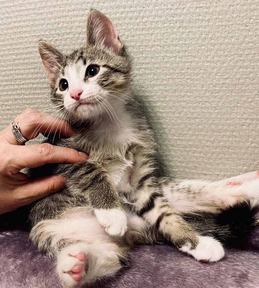 Уникальный танцующий котенок Кузенька