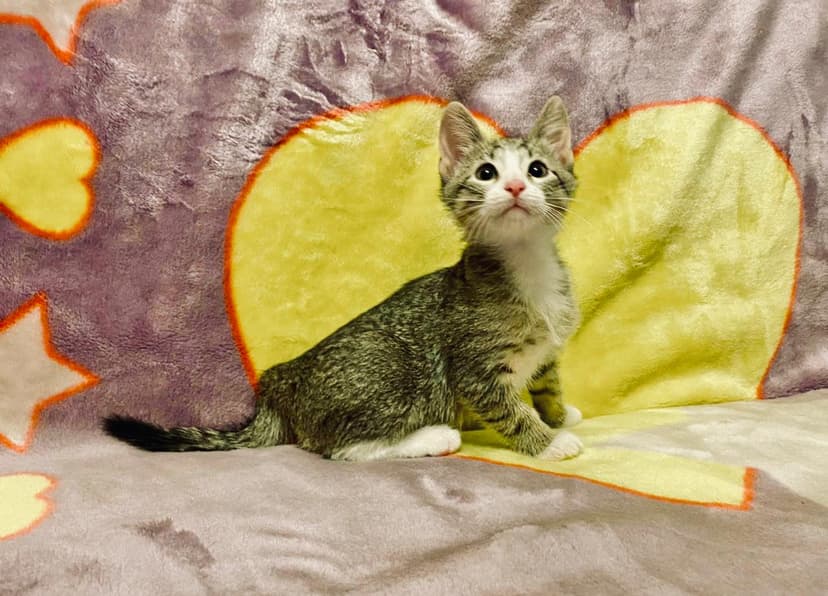 Уникальный танцующий котенок Кузенька