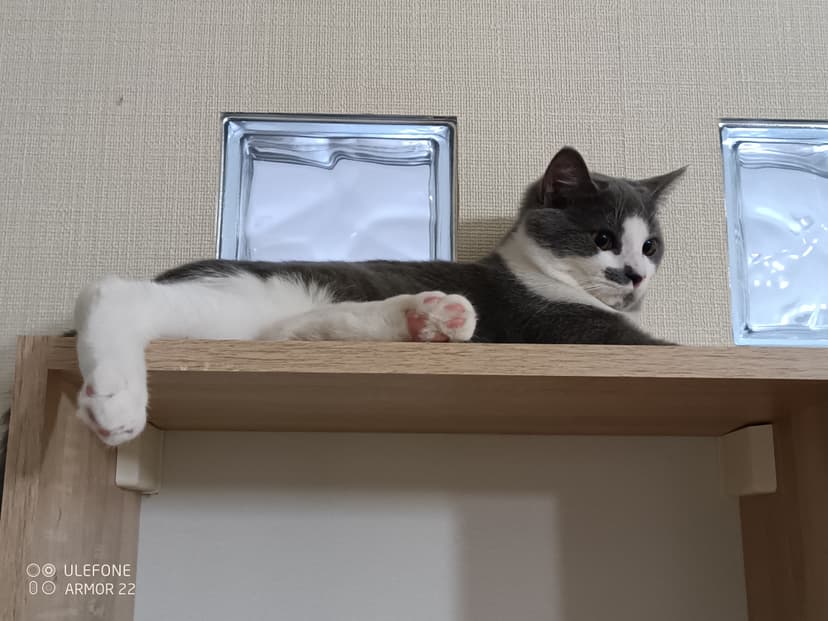 Финик