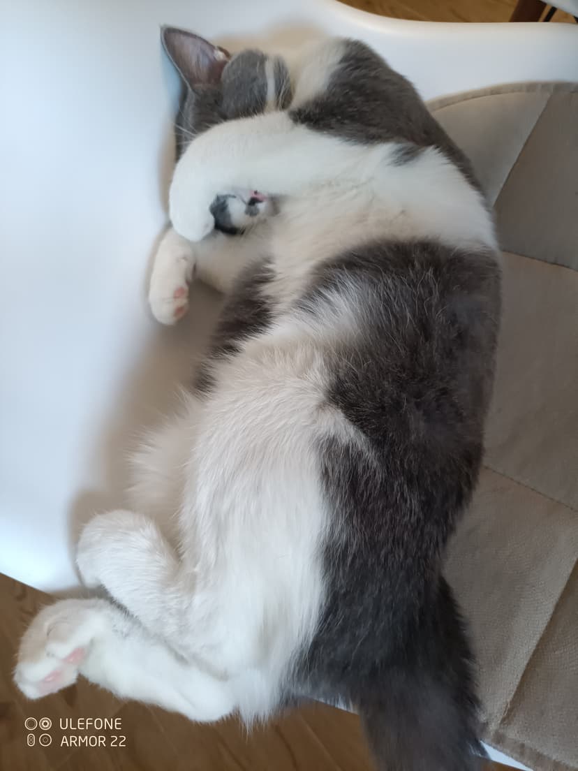 Финик