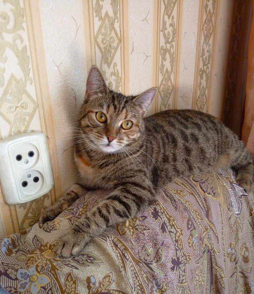 Булочка