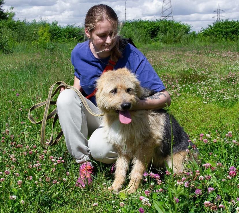 Ниэлла