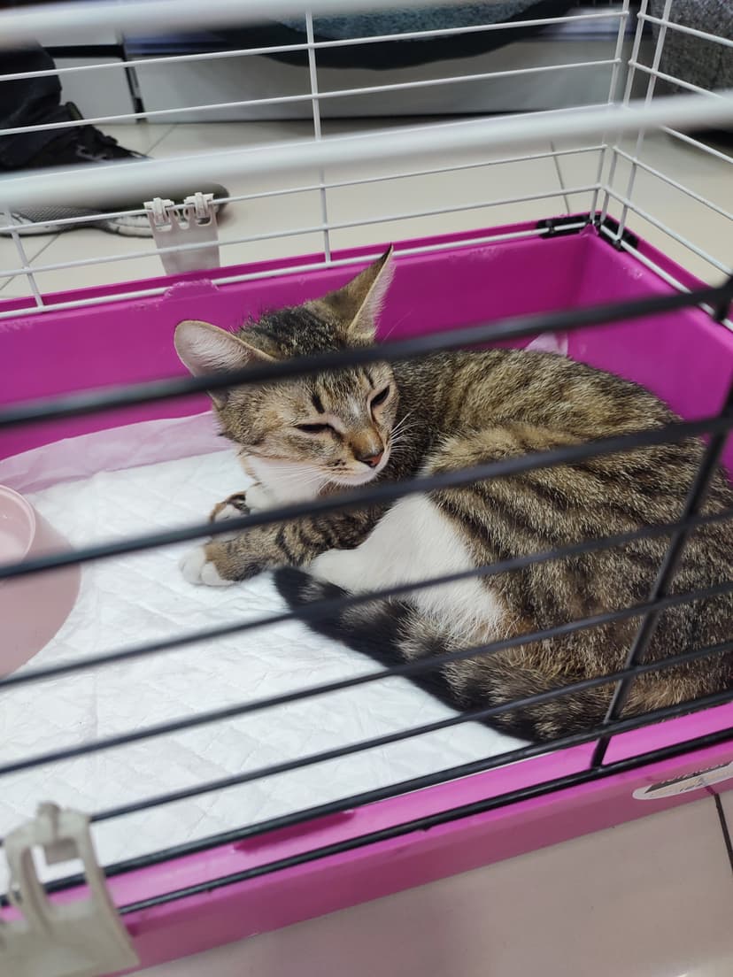 Кошечка