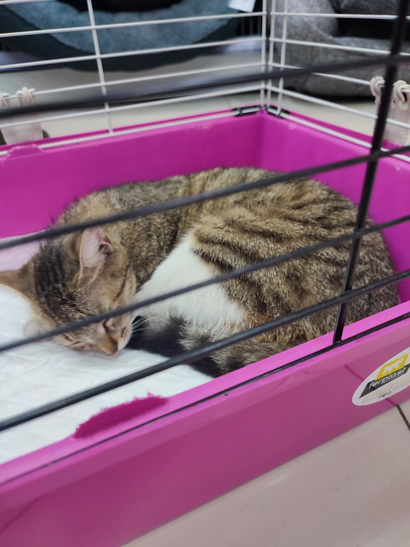 Кошечка