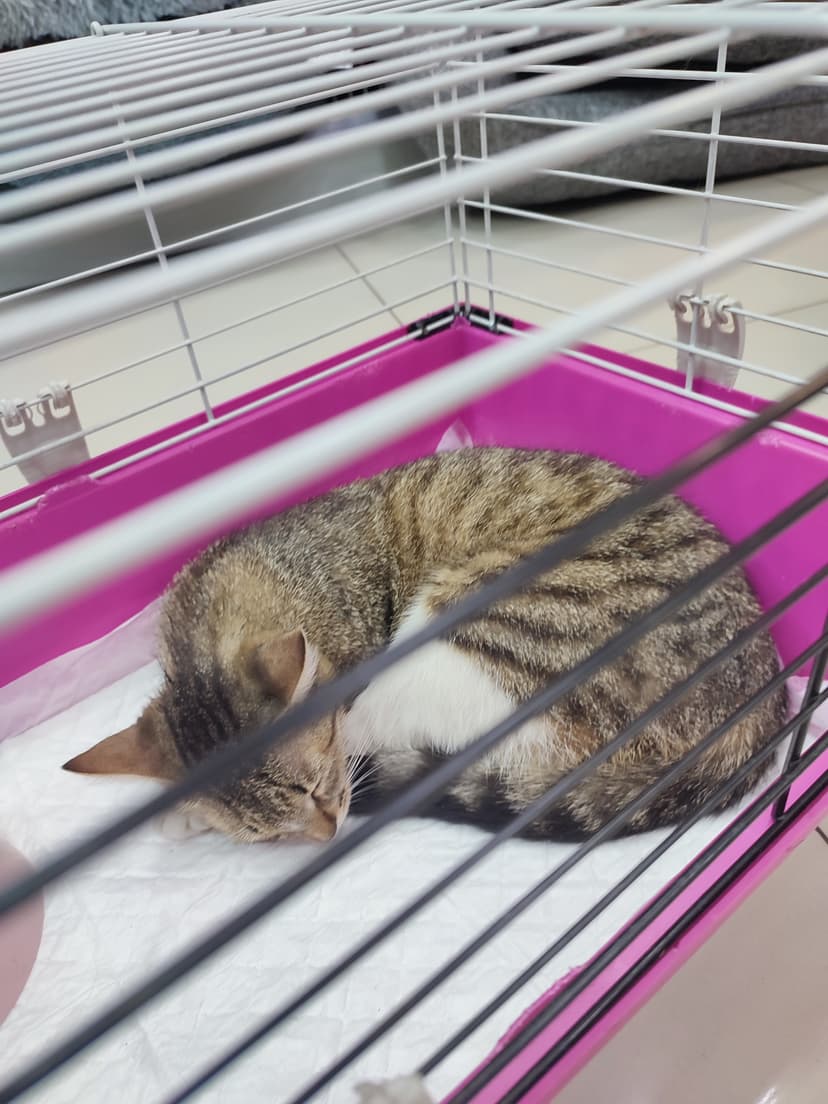 Кошечка